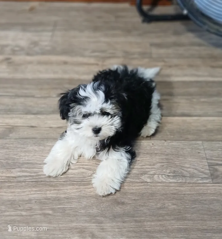 Traveler  – Miniature Schnauzer, Maltipoo puppy for sale in Van Buren, AR