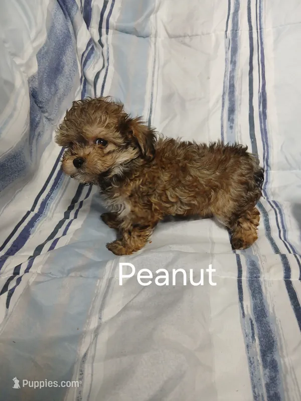 Peanut – Miniature Schnauzer, Maltipoo puppy for sale in Van Buren, AR
