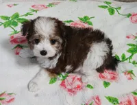 Cookie, a female Miniature Schnauzer and Maltipoo for sale in Van Buren, AR – 1 of 5