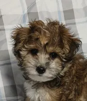 Tator - holding for Eddie and Barbara Carpenter , a male Miniature Schnauzer and Yorkipoo for sale in Van Buren, AR – 2 of 9