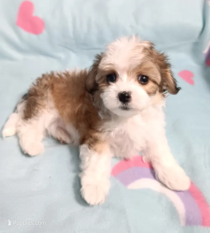 Dolly – Miniature Schnauzer, Maltipoo puppy for sale in Van Buren, AR