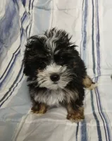 Travis , a male Yorkipoo for sale in Van Buren, AR – 4 of 10