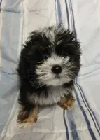 Travis , a male Yorkipoo for sale in Van Buren, AR – 10 of 10