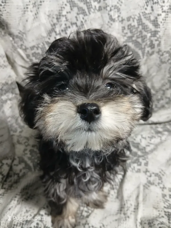 Scamper  – Miniature Schnauzer, Maltipoo puppy for sale in Van Buren, AR