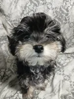 Scamper , a male Miniature Schnauzer and Maltipoo for sale in Van Buren, AR – 1 of 9