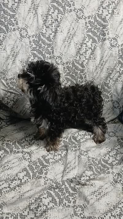 Scamper , a male Miniature Schnauzer and Maltipoo for sale in Van Buren, AR – 9 of 9