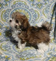 Trinket - holding for Amanda, a female Miniature Schnauzer and Yorkipoo for sale in Van Buren, AR – 6 of 8