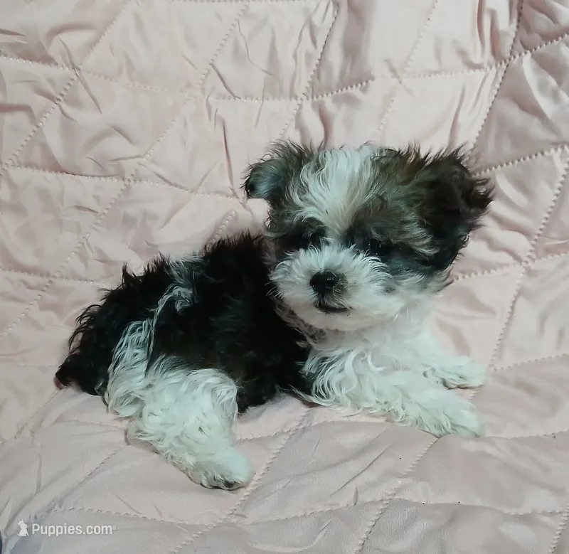 Tinker"personality"belle – Miniature Schnauzer, Maltipoo puppy for sale in Van Buren, AR