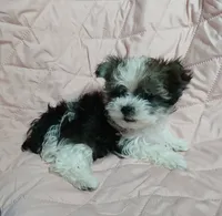Tinker"personality"belle, a female Miniature Schnauzer and Maltipoo for sale in Van Buren, AR – 3 of 8