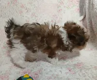 Cookie on hold for Clarke and Natalie , a female Miniature Schnauzer and Yorkipoo for sale in Van Buren, AR – 6 of 8