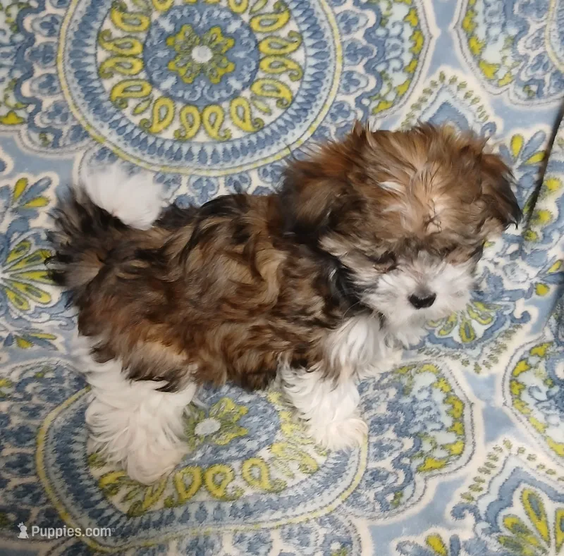 Trinket – Miniature Schnauzer, Yorkipoo puppy for sale in Van Buren, AR