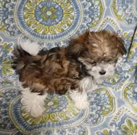 Trinket - holding for Amanda, a female Miniature Schnauzer and Yorkipoo for sale in Van Buren, AR – 4 of 8