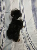 Travis , a male Yorkipoo for sale in Van Buren, AR – 8 of 10
