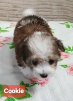 Cookie, a female Miniature Schnauzer and Maltipoo for sale in Van Buren, AR – 5 of 5