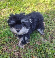 Tiny Timmy , a male Miniature Schnauzer and Maltipoo for sale in Van Buren, AR – Photo 6 of 7