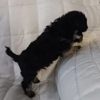 Tiny Timmy , a male Miniature Schnauzer and Maltipoo for sale in Van Buren, AR – Photo 9 of 9