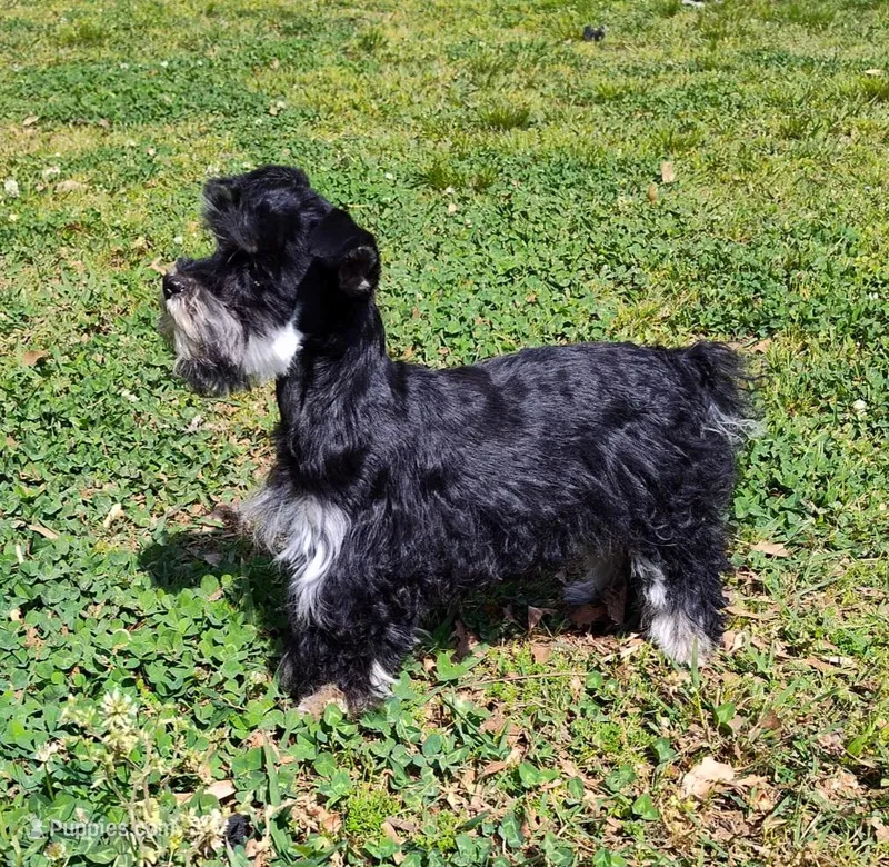 Tiny Timmy  – Miniature Schnauzer, Maltipoo puppy for sale in Van Buren, AR