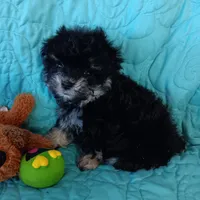 Tiny Timmy , a male Miniature Schnauzer and Maltipoo for sale in Van Buren, AR – Photo 5 of 9