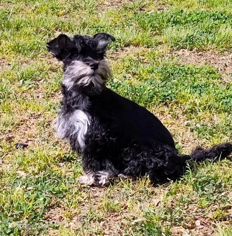 Tiny Timmy  – Miniature Schnauzer, Maltipoo puppy for sale in Van Buren, AR
