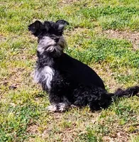 Tiny Timmy , a male Miniature Schnauzer and Maltipoo for sale in Van Buren, AR – Photo 3 of 7