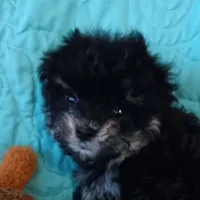 Tiny Timmy , a male Miniature Schnauzer and Maltipoo for sale in Van Buren, AR – Photo 8 of 9