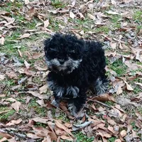Tiny Timmy , a male Miniature Schnauzer and Maltipoo for sale in Van Buren, AR – Photo 1 of 9