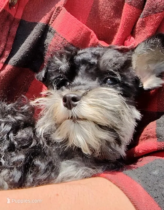 Tiny Timmy  – Miniature Schnauzer, Maltipoo puppy for sale in Van Buren, AR