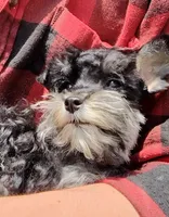 Tiny Timmy , a male Miniature Schnauzer and Maltipoo for sale in Van Buren, AR – Photo 7 of 7