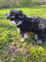 Tiny Timmy , a male Miniature Schnauzer and Maltipoo for sale in Van Buren, AR – Photo 4 of 7