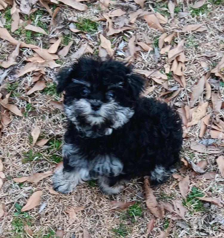 Tiny Timmy - expected size - under 5#