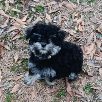 Tiny Timmy , a male Miniature Schnauzer and Maltipoo for sale in Van Buren, AR – Photo 3 of 9