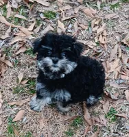 Tiny Timmy - expected size - under 5#, a male Miniature Schnauzer and Maltipoo for sale in Van Buren, AR – Photo 1 of 9