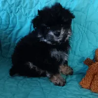 Tiny Timmy , a male Miniature Schnauzer and Maltipoo for sale in Van Buren, AR – Photo 7 of 9