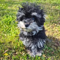 Tiny Timmy , a male Miniature Schnauzer and Maltipoo for sale in Van Buren, AR – Photo 5 of 7