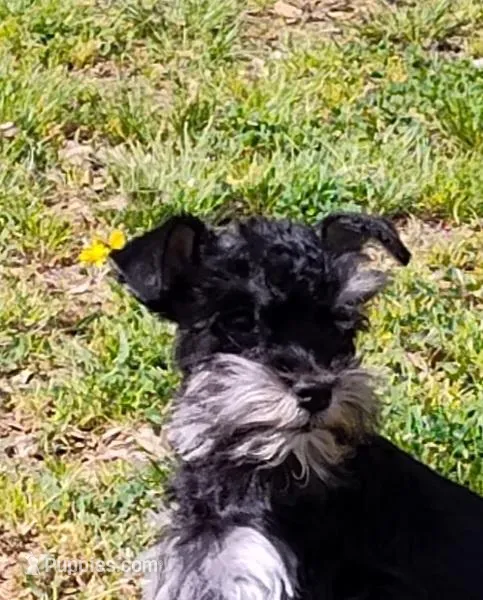 Tiny Timmy  – Miniature Schnauzer, Maltipoo puppy for sale in Van Buren, AR