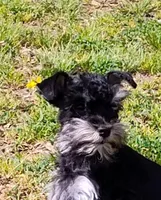 Tiny Timmy , a male Miniature Schnauzer and Maltipoo for sale in Van Buren, AR – Photo 2 of 7