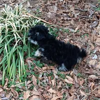 Tiny Timmy , a male Miniature Schnauzer and Maltipoo for sale in Van Buren, AR – Photo 4 of 9