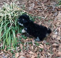 Tiny Timmy - expected size - under 5#, a male Miniature Schnauzer and Maltipoo for sale in Van Buren, AR – Photo 2 of 9