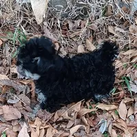 Tiny Timmy , a male Miniature Schnauzer and Maltipoo for sale in Van Buren, AR – Photo 6 of 9