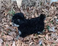 Tiny Timmy - expected size - under 5#, a male Miniature Schnauzer and Maltipoo for sale in Van Buren, AR – Photo 4 of 9