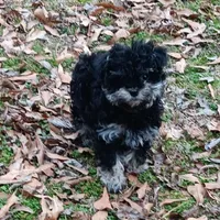 Tiny Timmy , a male Miniature Schnauzer and Maltipoo for sale in Van Buren, AR – Photo 2 of 9