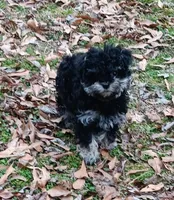 Tiny Timmy - expected size - under 5#, a male Miniature Schnauzer and Maltipoo for sale in Van Buren, AR – Photo 3 of 9
