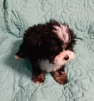 Trevor, a male Yorkipoo and Miniature Australian Shepherd for sale in Van Buren, AR – 3 of 5