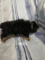 Travis , a male Yorkipoo for sale in Van Buren, AR – 9 of 10