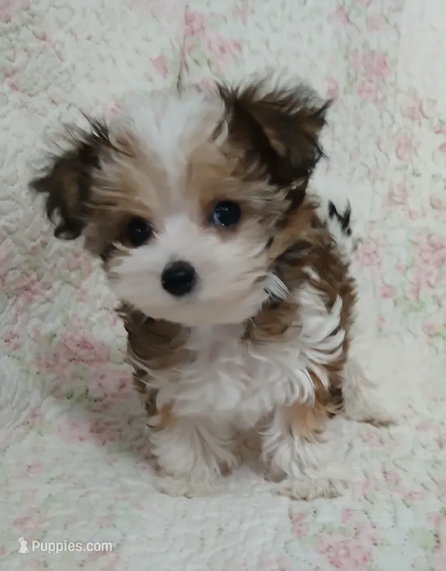 Cookie on hold for Clarke and Natalie  – Miniature Schnauzer, Yorkipoo puppy on hold in Van Buren, AR