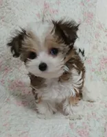 Cookie on hold for Clarke and Natalie , a female Miniature Schnauzer and Yorkipoo for sale in Van Buren, AR – 1 of 8