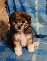 Tator, a male Miniature Schnauzer and Yorkipoo for sale in Van Buren, AR – 3 of 6