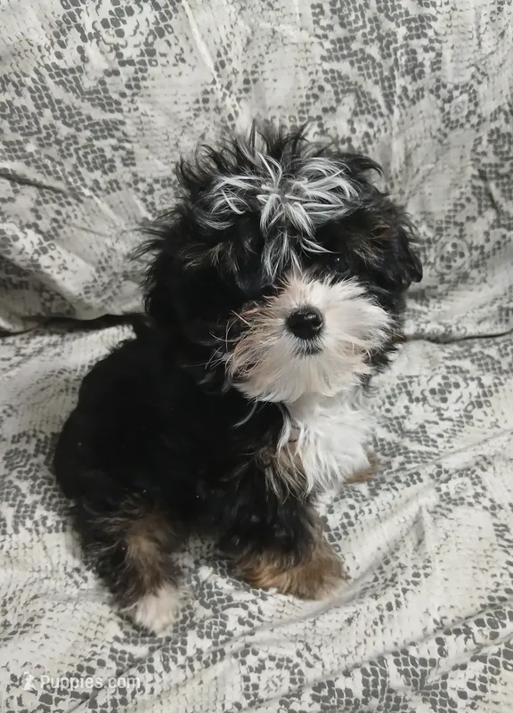 Travis  – Yorkipoo, Miniature Australian Shepherd puppy for sale in Van Buren, AR