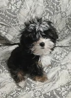 Travis , a male Yorkipoo and Miniature Australian Shepherd for sale in Van Buren, AR – 1 of 9