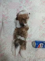 Dolly - holding for Annabelle, a female Miniature Schnauzer and Maltipoo for sale in Van Buren, AR – 10 of 10